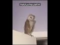 رقص بومة