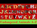 Endangered animals for kids  az animal flashcards  animal alphabet  learn abc with alphabetimals