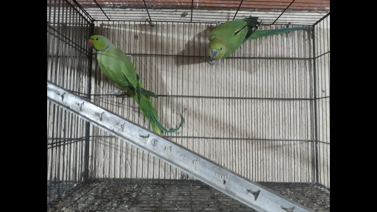 MAIN | GREEN PARROT KA PAIR KAISE SET KAR SAKTA HON ? | PBI OFFICIAL _ YouTube-Part_1