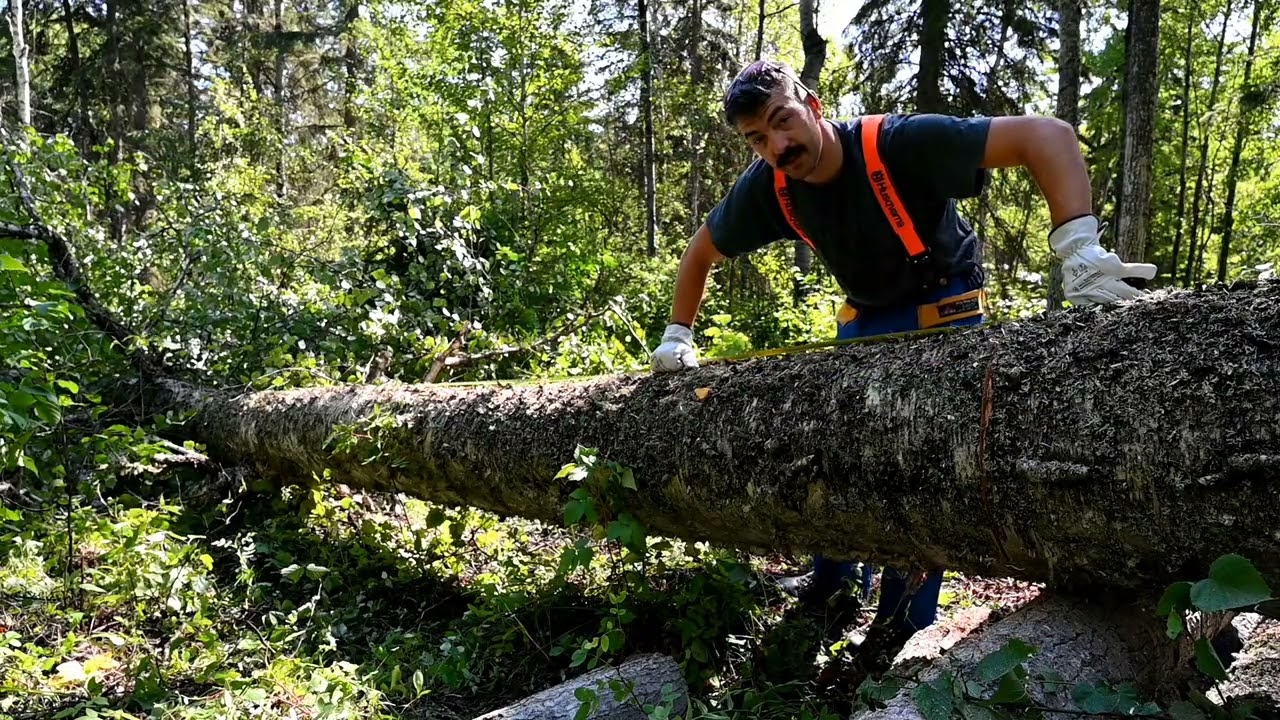 Строительство каноэ из бересты — часть 1 — сбор коры с дерева