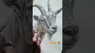how to draw goats 🐐#shortvideo #art #pencilportrsit #drawing #goat #pencil