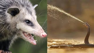 10 fatal ways animals protect themselves from prey