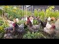 تسخير قوة الدجاج تربة صحية ودجاج سعيد
