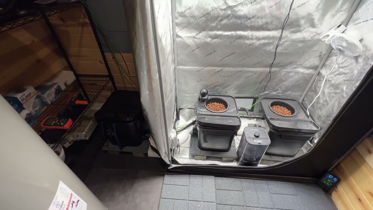 Cannabis Hydroponics RDWC home grow 8 gallon mini Fallponic system
