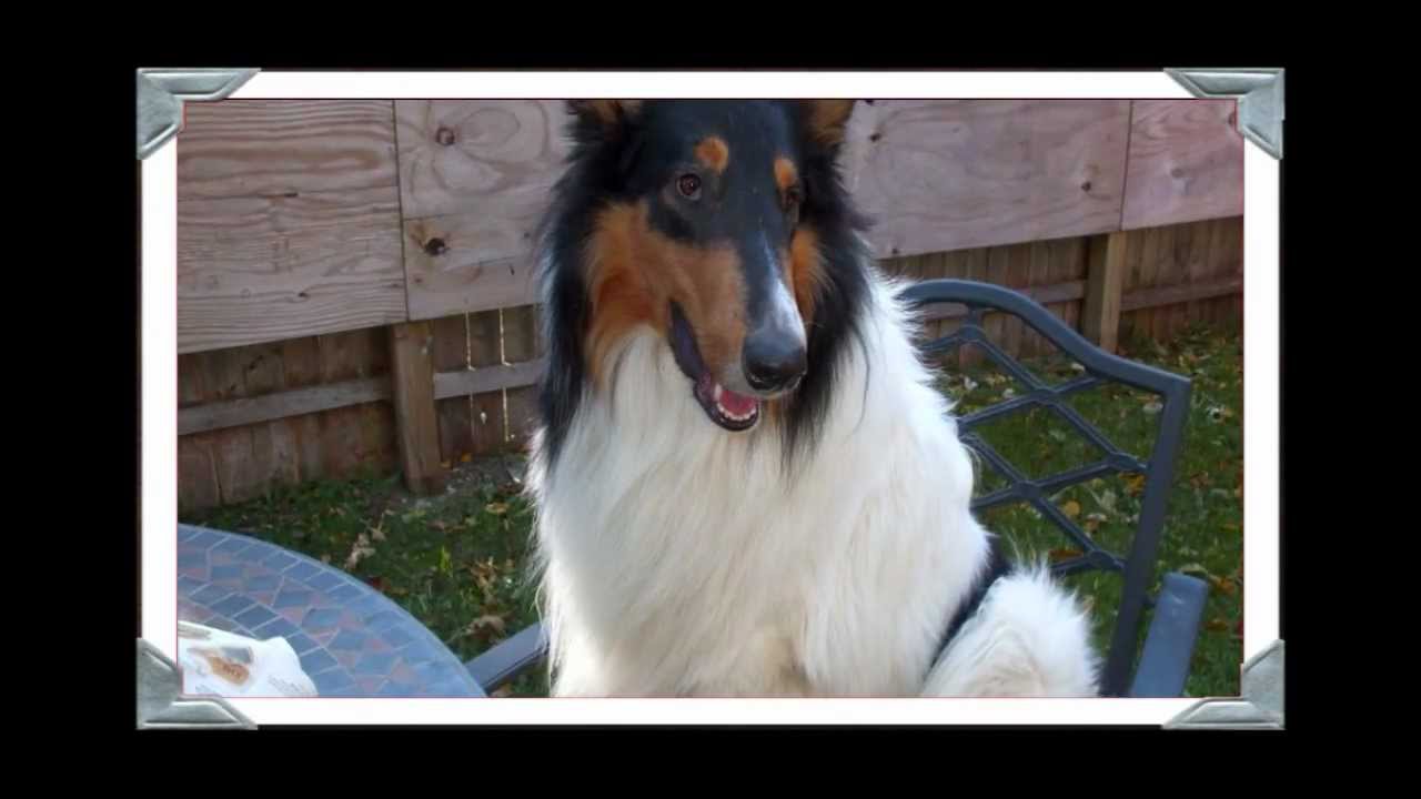 sweet potato Collie Dog Attacks Spider