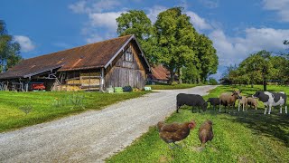 Spring Farm Ambience with Animal Sounds