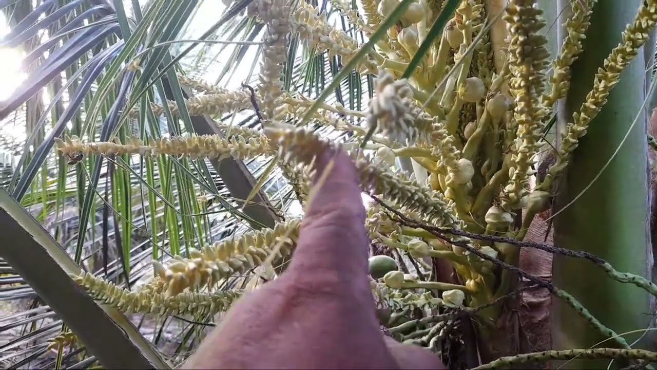 como combater Arapuá ou abelha preta no coqueiro