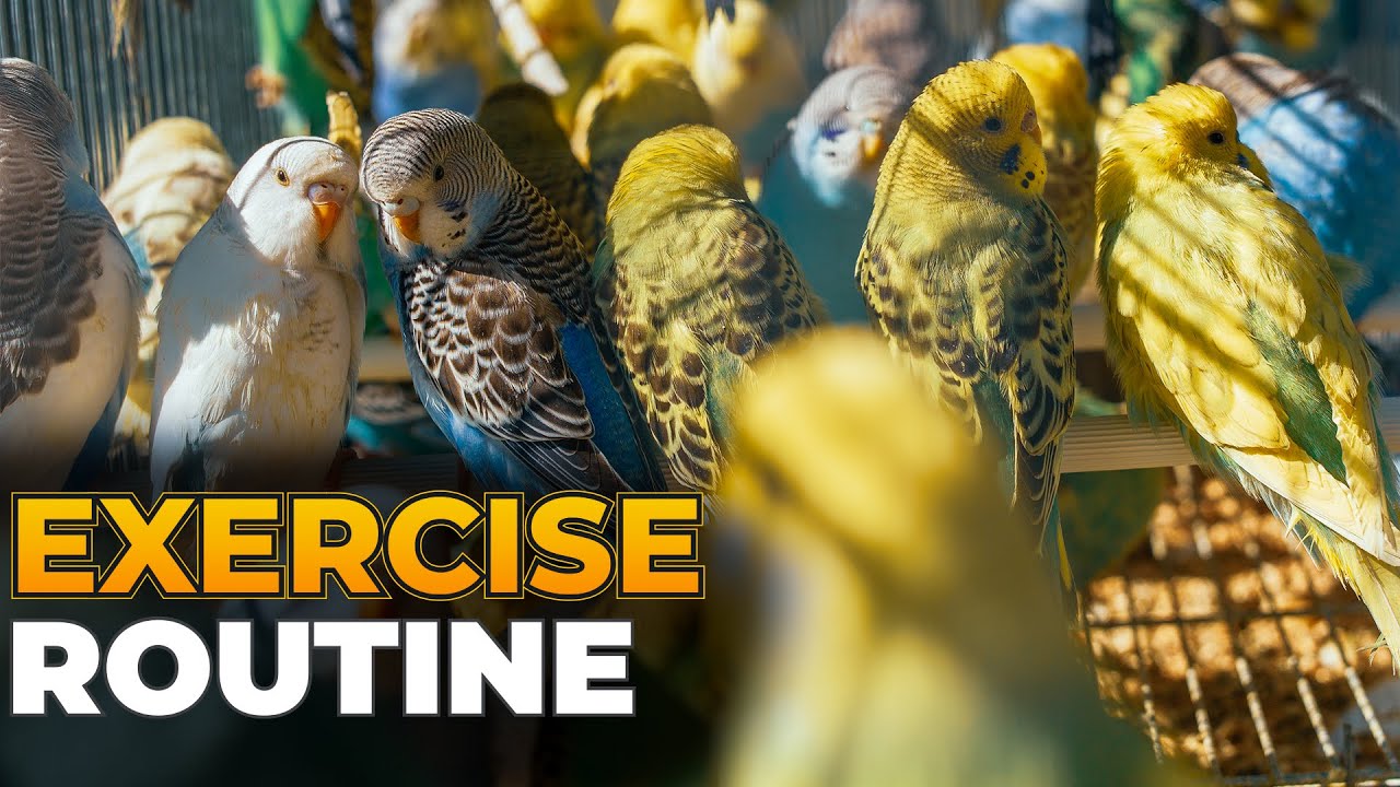 Budgie Growth Stages | Day 193 of Babies Time lapse🐦