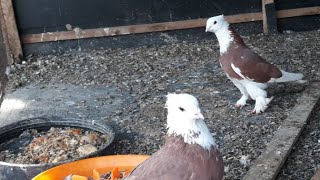 кабутар сотилади  12 вилоятга ДОСТОВКА БОР  #голуби #pigeon #kabootarbazi #kabootar #kabutar