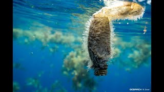 SCIENCE BRIEF: What Are Microplastics?