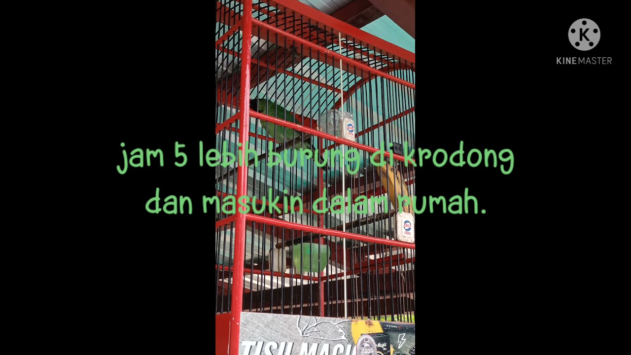 cara bikin cucak hijau konslet dan bongkar materi di arena lomba/set harian dan lomba burung juara..