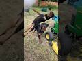 Dogs Discover the Pool and Go Crazy 😂🐶💦