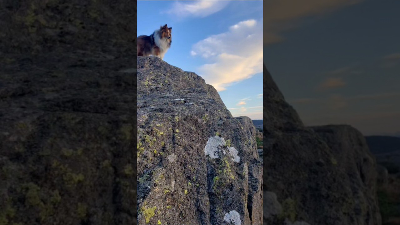 Amazing slippery hike! 🥶🐕♥️ 