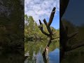 Carpes en vue au Lac du Parc du Château de Morsang sur orge Filmé le vendredi 10 Avril 2026