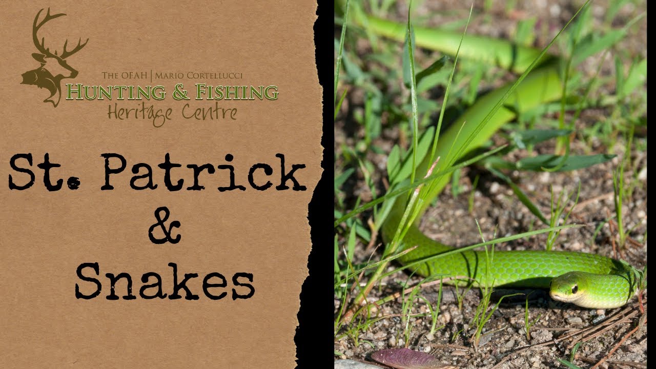 St. Patrick & Snakes - YouTube