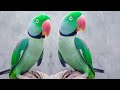 Raw parrot talking