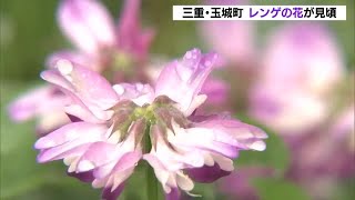 最近は田畑であまり見られなくなったのはなぜ？　紫色のレンゲの花が見頃に　三重・玉城町の農園 (22/04/17 11:45)