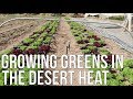 Growing Greens In The Desert Heat!