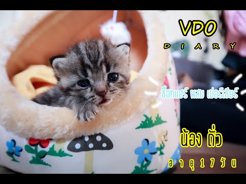 ช๊อตแฮร์ ผสม เปอร์เซียร์ "น้องถั่ว"