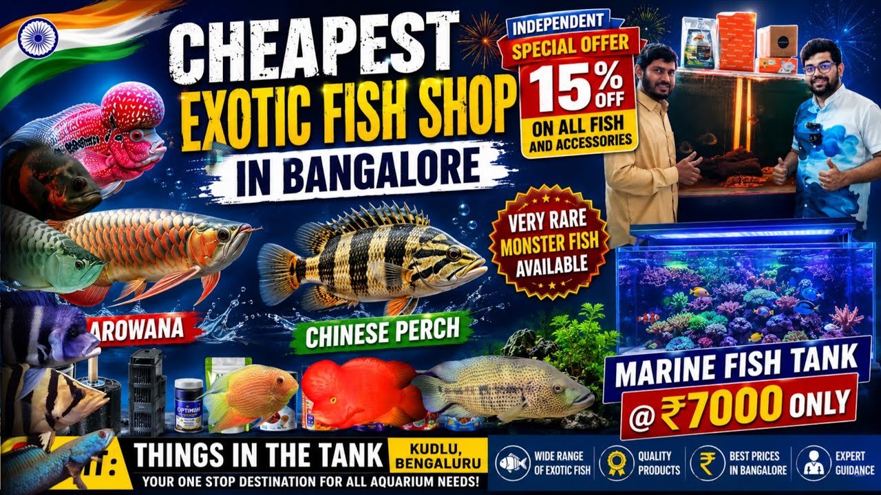CHEAPEST Exotic Fish Shop in Bangalore! 😱 Arowana, Chinese Perch & Rare Monster Fish + 15% OFF!