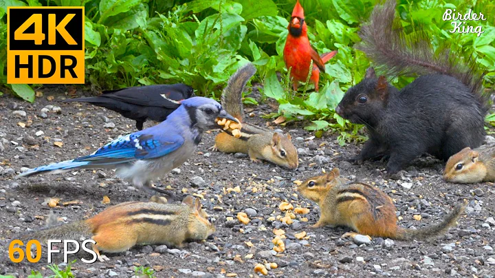 Cat TV for Cats to Watch 😺🐦 Crazy Birds, Chipmunks and Squirrels 🐿 Cat Games 4K HDR thumbnail