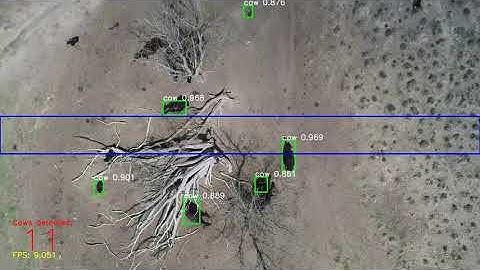 Cow Detection and Counting