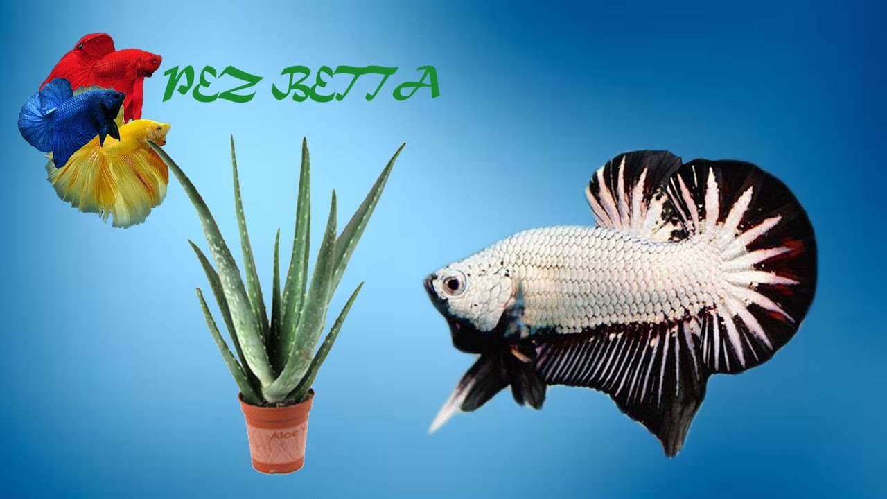 pez betta podredumbre o putrefacción en las aletas