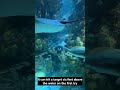 #waterblast        #UnderwaterSnappingFish        #ShrimpCavityFormation