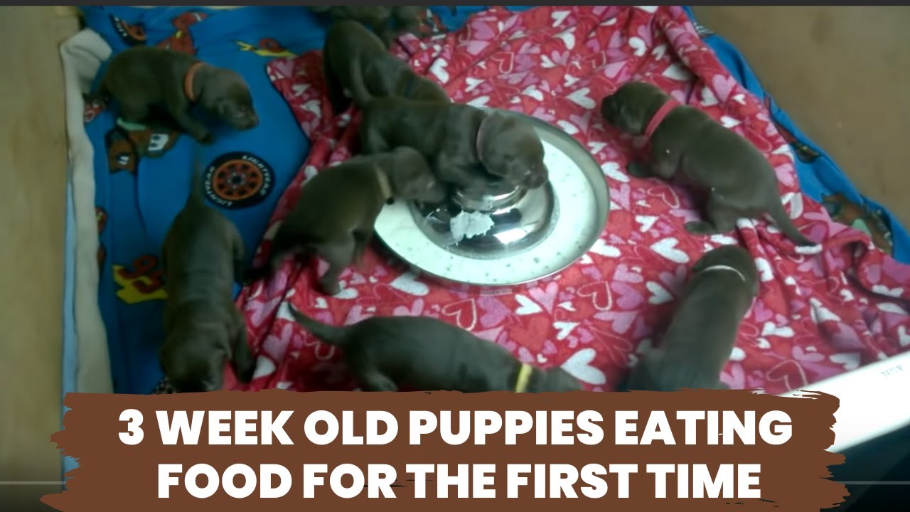 3 week old puppies eating food for the first time - YouTube