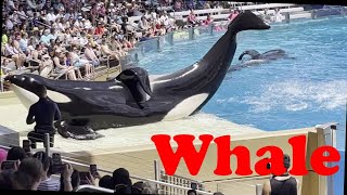 Orca Encounter: A killer whale show at SeaWorld Orlando in May 2024