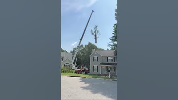 Removing Large Bradford Pear Trees Between Two House in Holly Springs NC | Kenny’s Tree Removal
