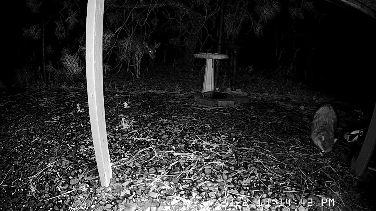 Raccoon encounters motion sprinkler YouTube