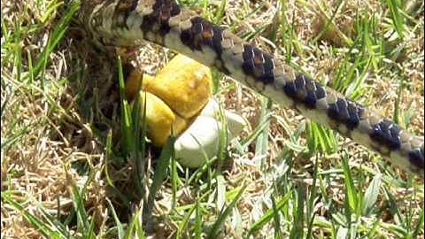 Ever wondered how snakes poo?