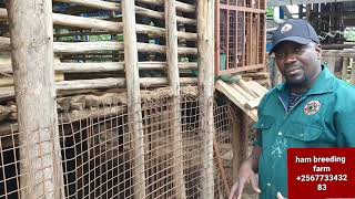 Mistakes farmer do in goat farming by hamiisi semanda +256773343283