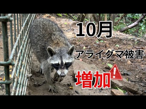 10月はアライグマ被害が増加！「アラホール」の出番です。 - YouTube