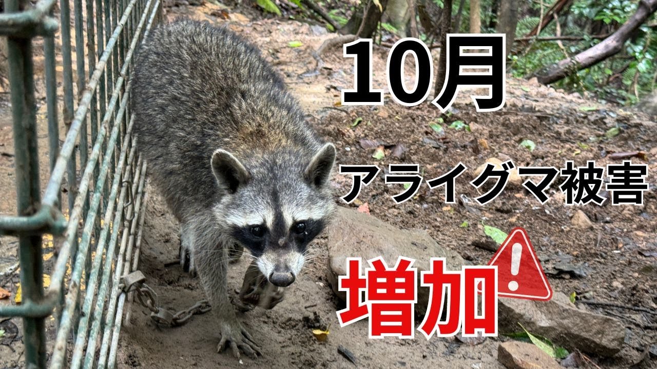 10月はアライグマ被害が増加！「アラホール」の出番です。 - YouTube