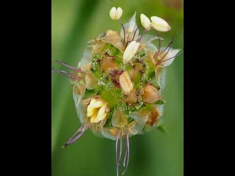 Video: Psyllium Indianwheat Bitkiləri Haqqında: Psyllium Bitkisinin İstifadəsi və Becərilməsi Haqqında Məlumat