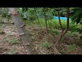 Tanaman Singkong Part 09