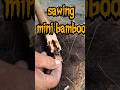 fire saw using bamboo short fireboard #firemaking #survivalfire #primitivefire