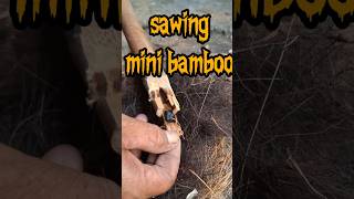 fire saw using bamboo short fireboard #firemaking #survivalfire #primitivefire