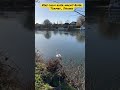 Calm walk River Thames, million pounds houses , lovely Swan #calm #river #shorts #swan #nature