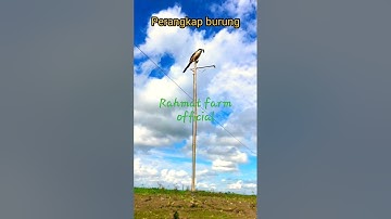 Perangkap Burung Pentet / Burung Cendet