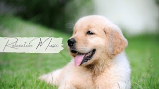 Beautiful Dogs/Puppies videos . Beautiful Relaxing music. Peaceful Relaxing music.