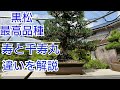黒松　寿　千寿丸　どう違うのでしょうか？