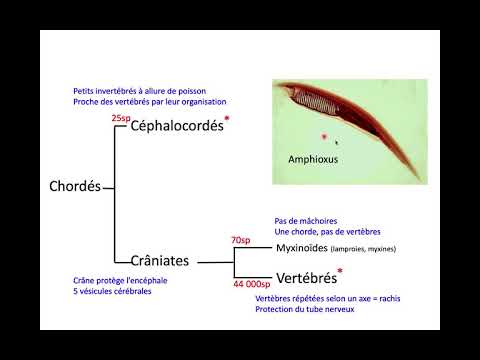 Vidéo: L'amphioxus est-il un vertébré ?