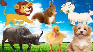 Animals playing, happy sounds, lovely colors of animals through images: chickens, ducks, cows, pigs, by Animal Universe 5,652 views 3 months ago 8 minutes, 33 seconds