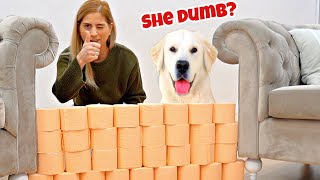 My Golden Retriever Reacts To the Toilet Paper Challenge!