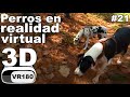 Perros en realidad virtual | VR Experience #21