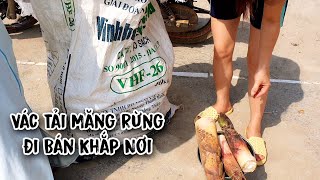 Đào măng rừng đi bán - toàn măng to không mua không chịu được | Dân Tộc TV