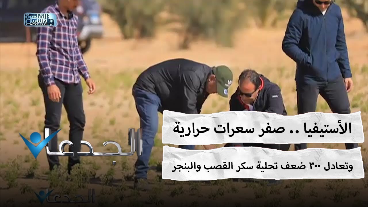 الأستيفيا .. صفر سعرات حرارية وتعادل 300 ضعف تحلية سكر القصب والبنجر